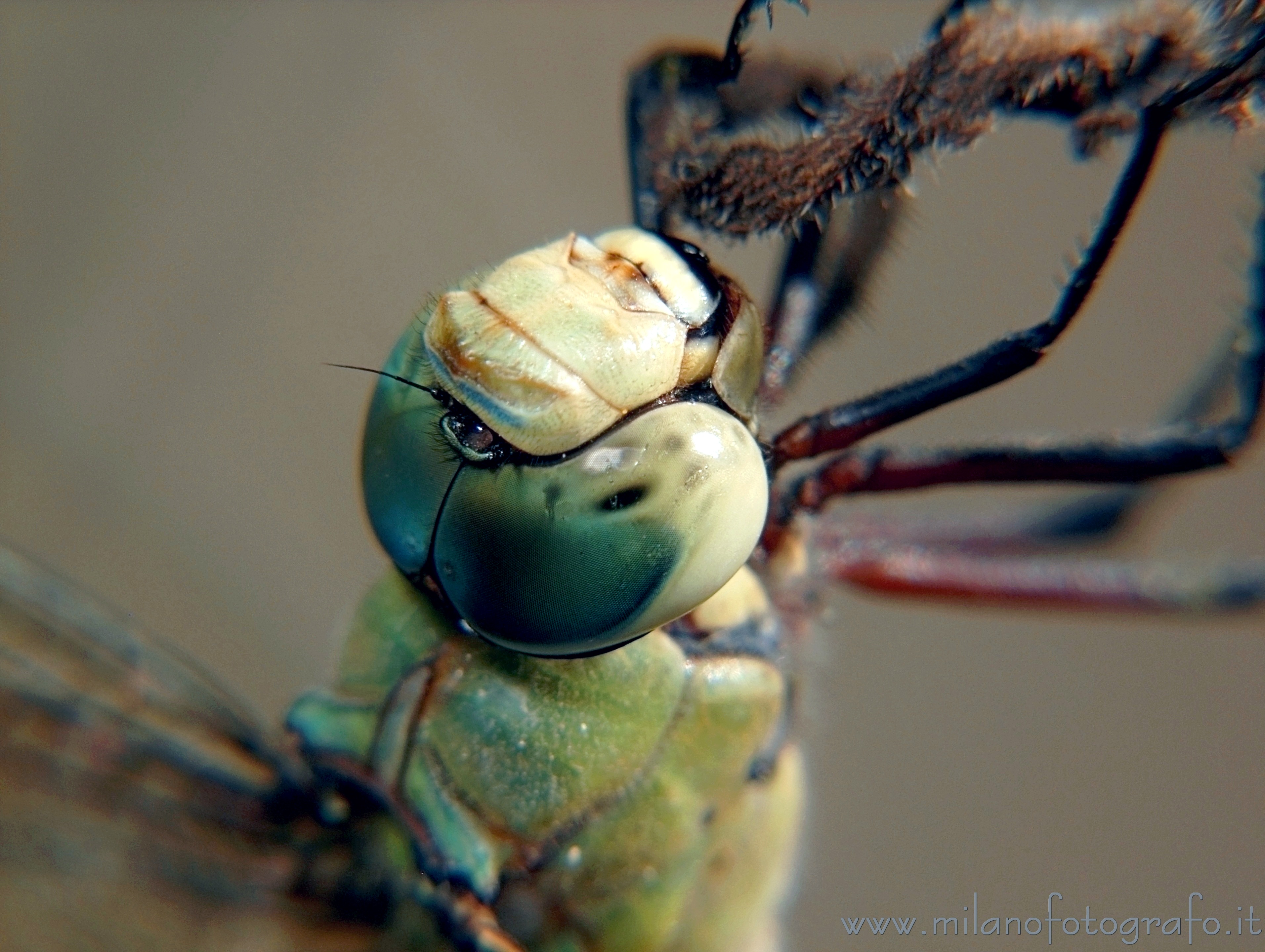 Torre San Giovanni (Lecce) - Maschio di Anax imperator